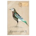 Ornithological Studies (Set of 2 art prints)