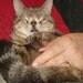 Help Shelter Cats - The Original UglyKitty Fund