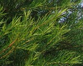 Tea Tree Essential Oil 4 oz