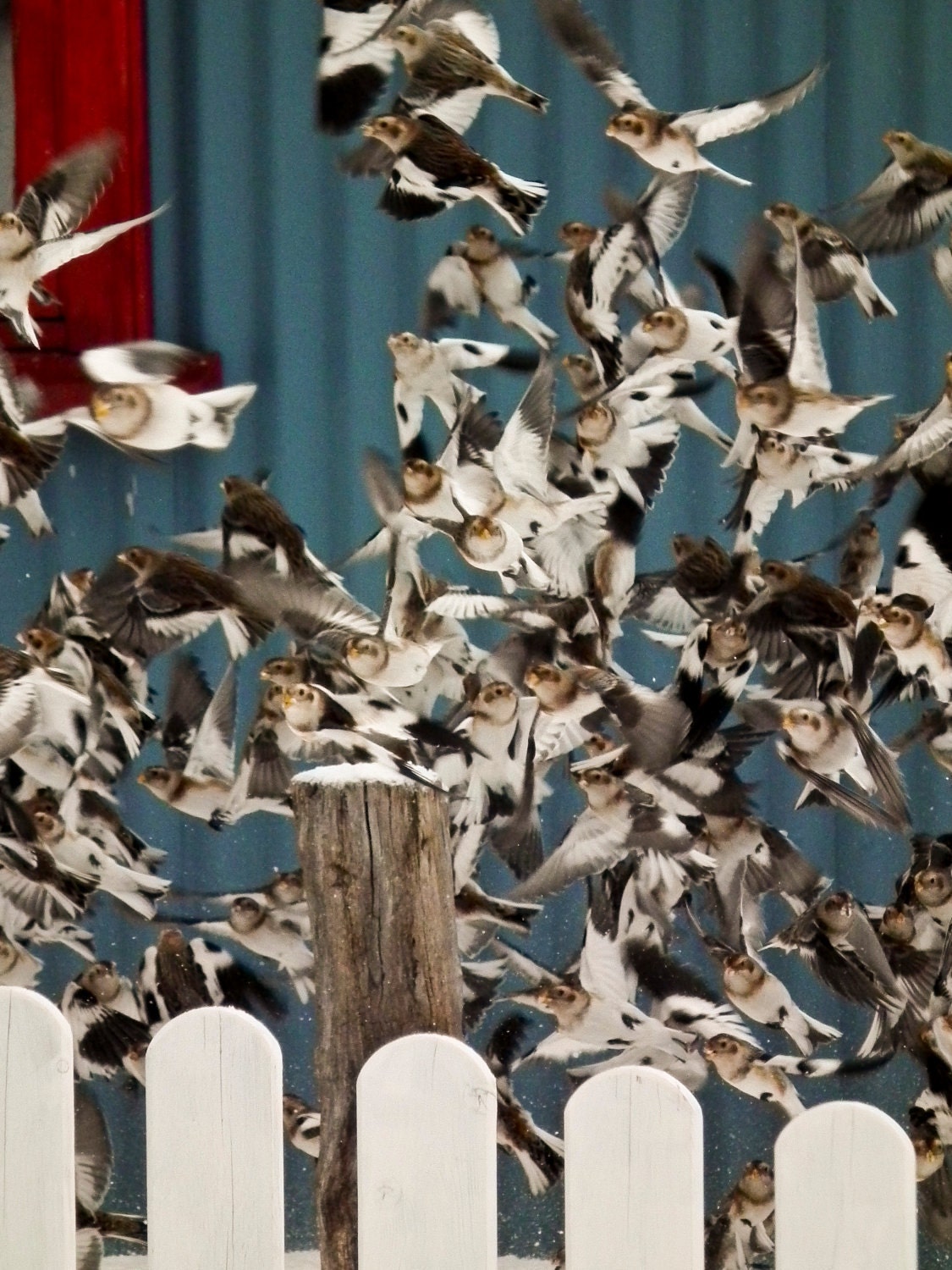 Birdsplosion Icelandic Snow Buntings photo print
