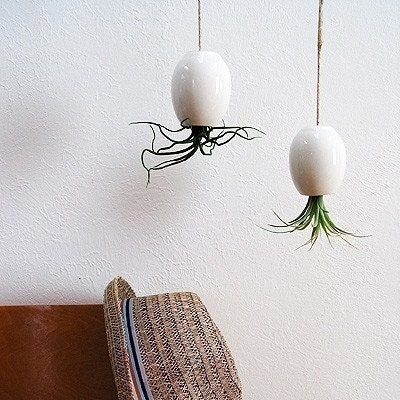 Hanging AirPlant Pod (tm) - Gorgeous Glossy White