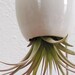 Hanging Air Plant Pod Planter (tm) TRIO - Gorgeous Glossy White and 3 free air plants