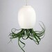 LARGE Hanging Air Plant Pod (tm) - Silky Matte White