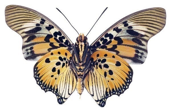 Black Orange and Yellow Moth Vinyl Decal 6 inch