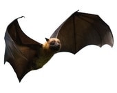 Flying Fox Bat Vinyl Wall Decal