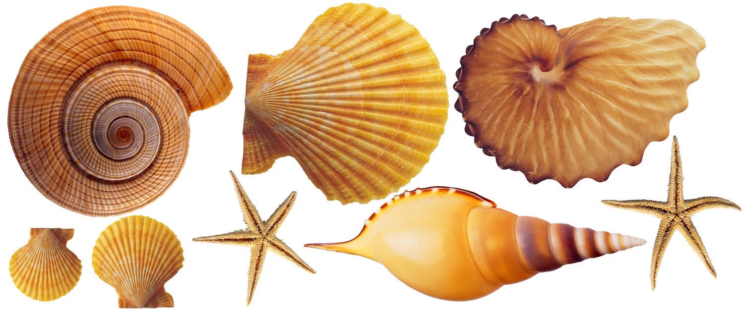 Large Sea Shell and Starfish Decal Set - WilsonGraphics