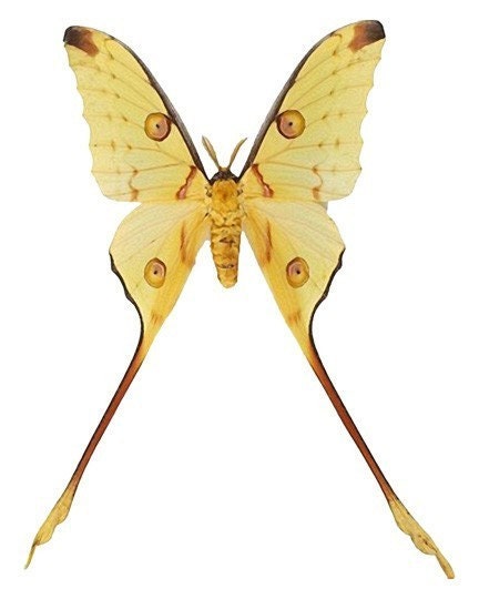 Yellow Long Swallow Tail Butterfly Vinyl Decal by WilsonGraphics