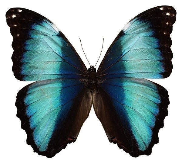 Aqua and Black Butterfly Vinyl Decal