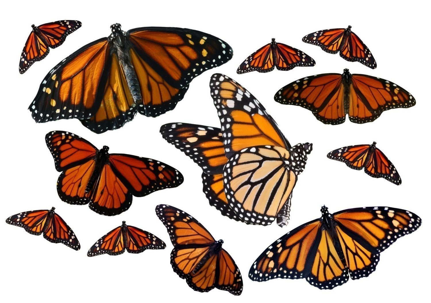 Large Monarch Butterfly Vinyl Decal Set