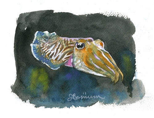 Pharoah Cuttlefish print- Cephalopod series- Small