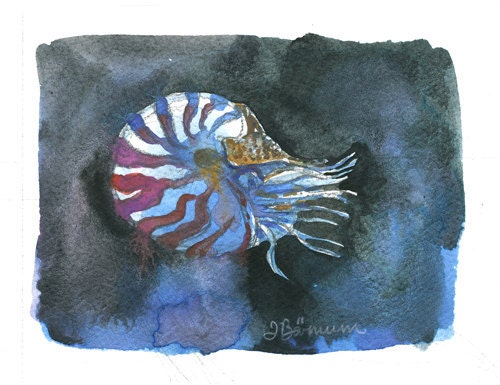 Nautilus print- Cephalopod series-Mini