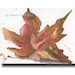 Fall Still Life ACEO Autumn Leaf ORIGINAL watercolor painting by Melanie Pruitt