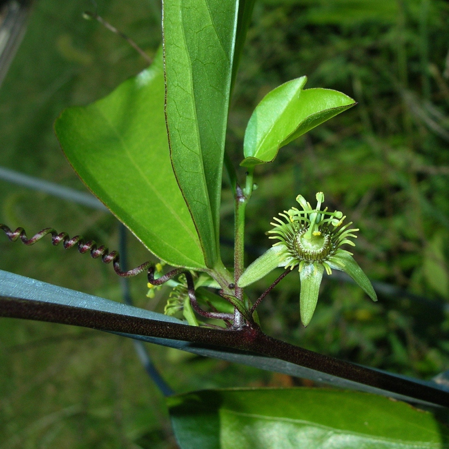 Passiflora suberosa, passion flower seeds, hardy to zone 8 