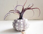 medusa // sea urchin // air plant tillandsia // terrarium
