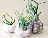 mixed trio // air plant sea urchins // by robincharlotte