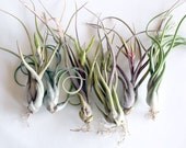 summer medusa air plant