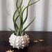 tentacle . air plant . jellyfish . tillandsia garden urchin