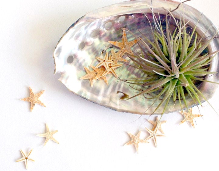 abalone starfish // air plant tillandsia // garden