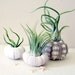 mixed trio // air plant sea urchins // by robincharlotte