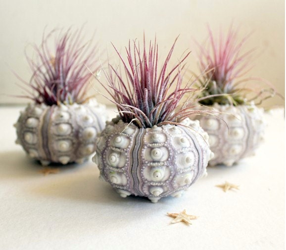 pineapple . air plant . tillandsia . urchin .  terrarium