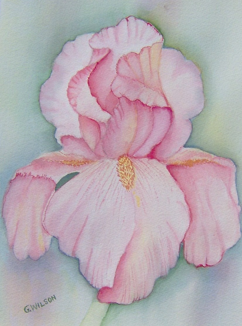 Pink Iris Note Card - Set of 8