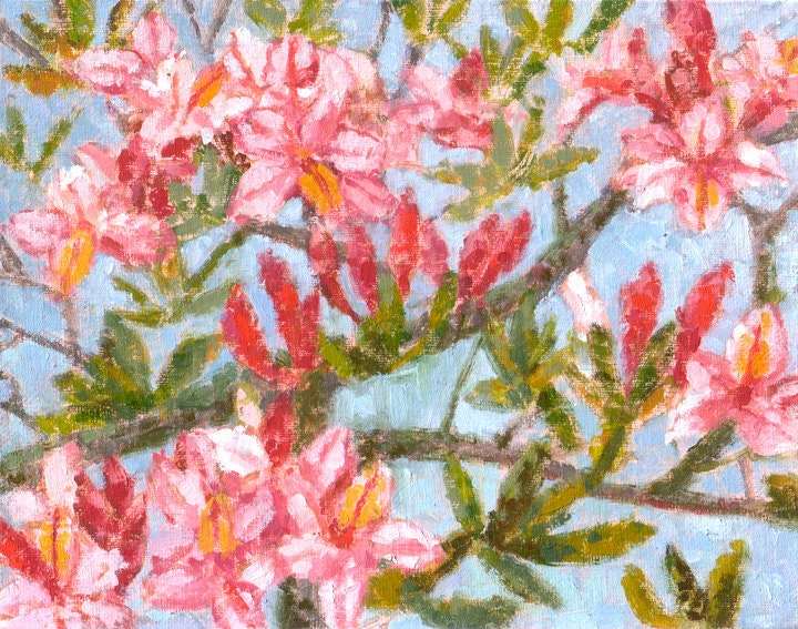 Pink Azaleas oil painting by Andrew Daniel