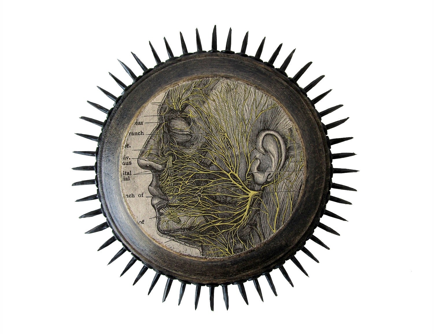 Profile of Man - PRICKLY PLAQUE - 1934 Anatomy Illustration