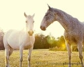 horse photography fine art horse photograph yellow decor farm decor nature horse portrait babiekins magazine Two Horses 8x10