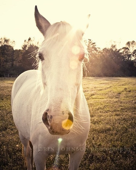 horse photography fine art horse photograph sunlight farm country rustic horse portrait babiekins magazine Sunlit horse - eireanneilis