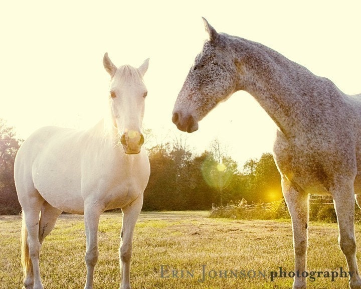 horse photography fine art horse photograph yellow decor farm decor nature horse portrait babiekins magazine Two Horses 8x10