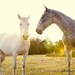 horse photography fine art horse photograph yellow decor farm decor nature horse portrait babiekins magazine Two Horses 8x10