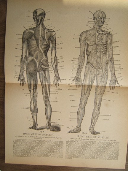 Anatomy Etching