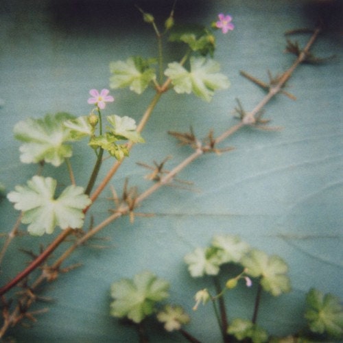 tiny flower polaroid print