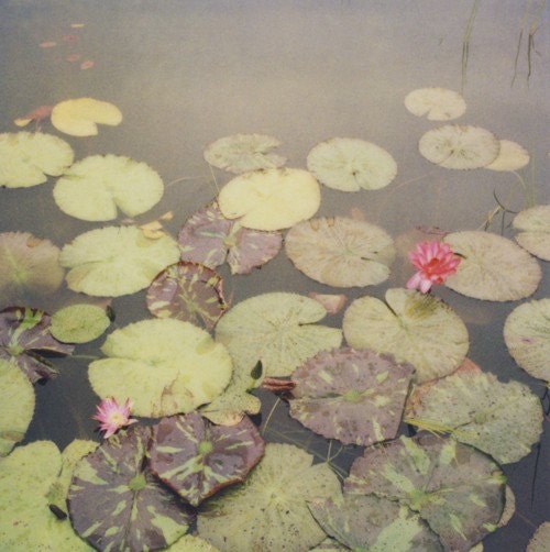 lilypads polaroid print