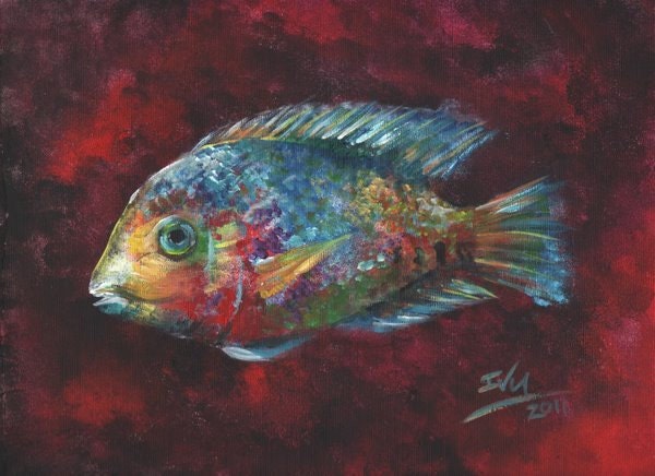 Rainbow Fish Cichlid Art Print Of Acrylic Painting By Artbyivy