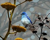 SALE Blue Bird in a Modern Light - Aqua 10x10 - Fine Art Photo Collage Metallic Print
