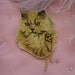 Persian Kitty Portrait Badge