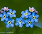Forget Me Nots , blue and tiny wildflowers