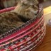 Cuddly cat snuggle bed - Hot Pink and Black - Rocker kitty