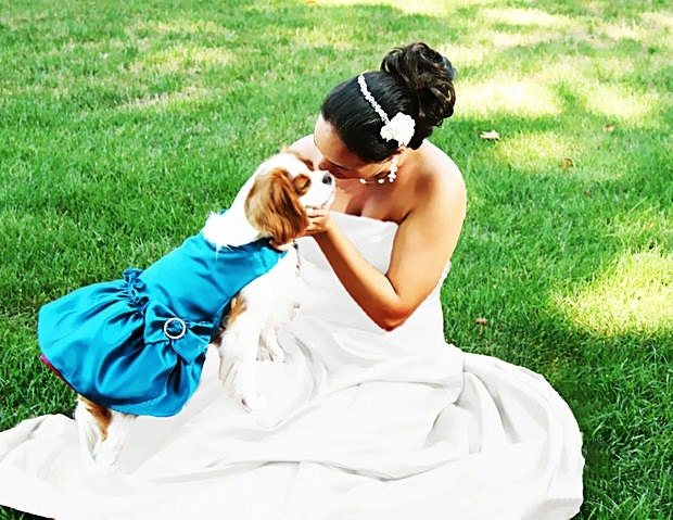 Dog Pet Dresses: Custom Wedding Colors dog bridal wear Match Your Wedding Colors