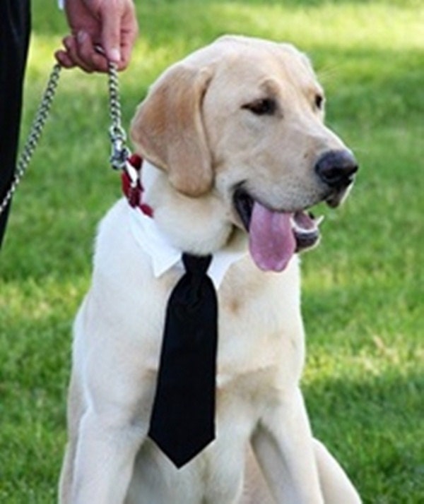 Neck Tie Wedding Wear For Dogs