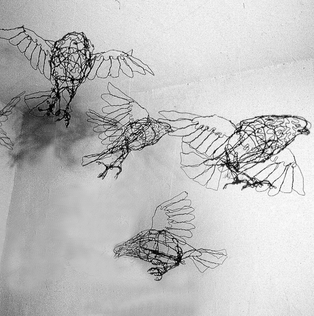 Flock of Pigeons-3 birds
