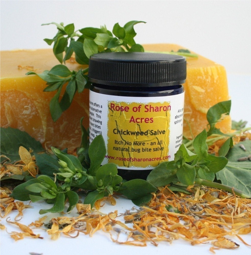 Itch No More (Bug Bite) Chickweed Salve - Rose of Sharon Acres