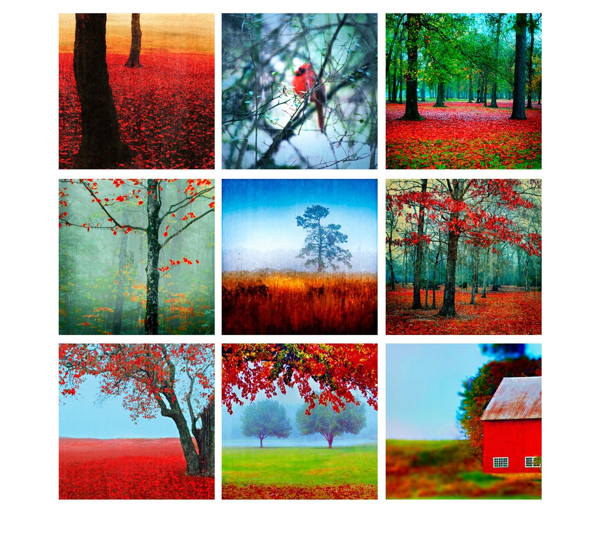 Nine 8x8 prints - decorative photography, nature, landscape, fine art photography, tree photos