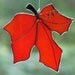 Falling Maple Leaf