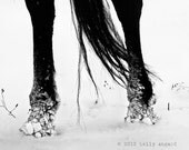 Horse Photograph - black and white horse photography - black horse, winter horse home decor, snow, tail legs