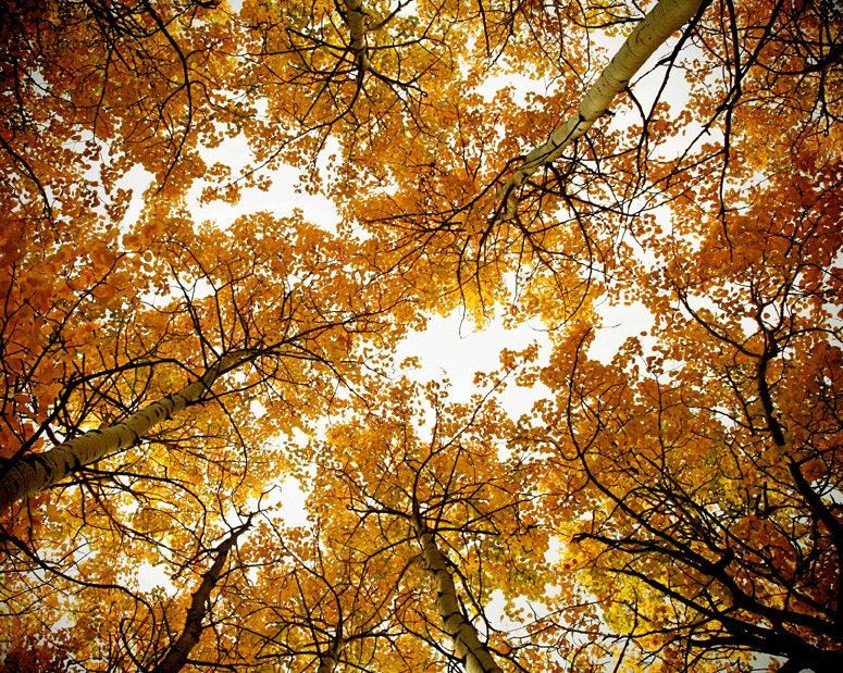 tree photography, fine art landscape photography, woodland photograph, Colorado home decor