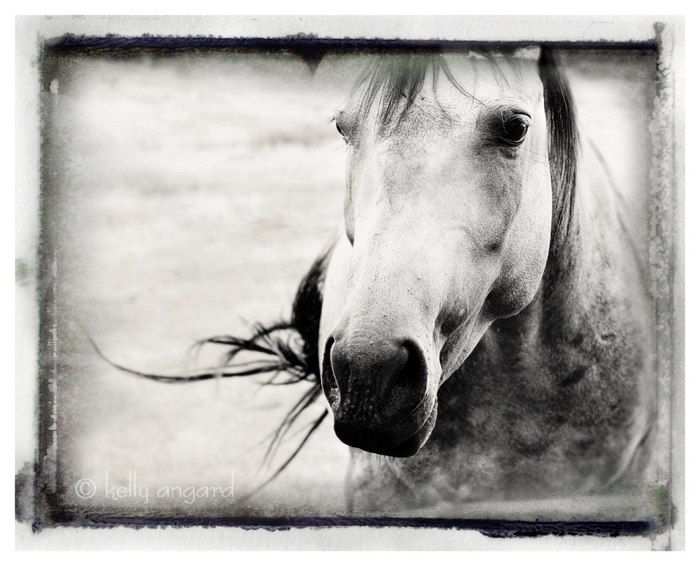 Horse Photography, horse photograph - 8x10 black and white photo, wild spirit horse - animal, nature fine art