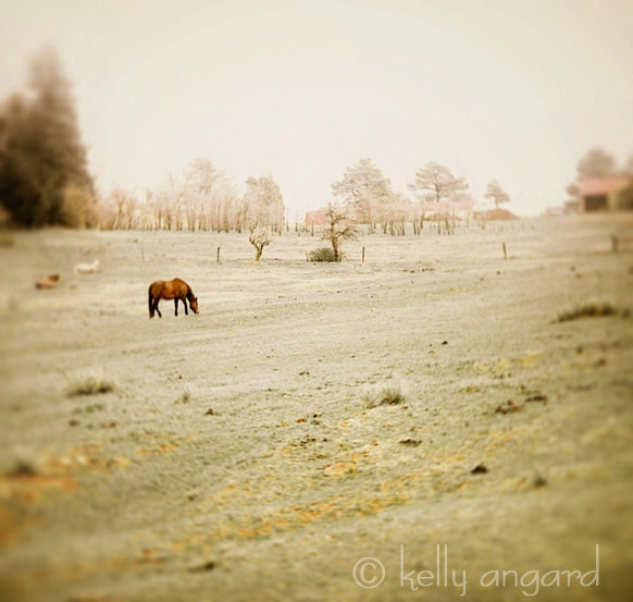 Horse photograph, fine art horse photography - 8x8 grazing horses photo, dreamy landscape, ranch pasture, nursery decor