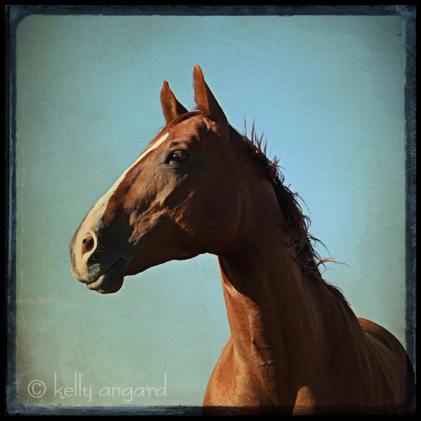 Horse art, horse photograph - 8x8 horse photography, horse photo, art print - war horse portrait